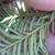 Underside of leaf