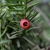 Taxus cuspidata