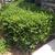 Taxus cuspidata