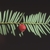 Branch with distichous needles & red fleshy cone around seed.