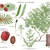Illustration of all the details of this species.