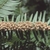 Small cones clustered in the axils of the needles.