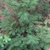 Small sparsely branched conifer with distichous needles