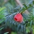 red cup-like aril holding a seed.