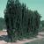 Taxus x media