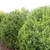 Taxus