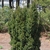 Taxus x media