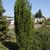 Taxus x media