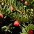Female cones are red and fleshy.