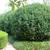 Taxus x media