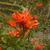 Tecoma capensis