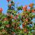 Tecoma capensis