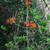 Tecoma capensis