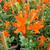 Tecoma capensis