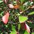 Ternstroemia gymnanthera