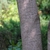 Bark with lentidels.