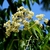 White staminate flowers in pannicles.