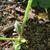Tetrapanax papyrifer