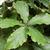 Tetrastigma voinierianum