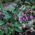 Teucrium chamaedrys