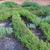 Used in a knot garden
