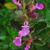 Teucrium chamaedrys