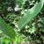 Thalia dealbata