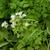 Thalictrum aquilegiifolium