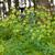 Thalictrum aquilegiifolium