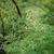 Thalictrum aquilegiifolium
