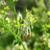 Thalictrum dasycarpum