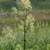 Thalictrum dasycarpum