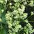 Thalictrum dasycarpum
