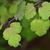 Thalictrum dioicum