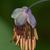 Thalictrum dioicum