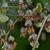 Thalictrum dioicum