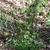 Thalictrum dioicum