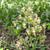 Thalictrum dioicum
