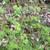 Thalictrum dioicum