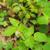 Thaspium trifoliatum