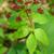Thaspium trifoliatum