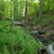 Woodland scene with stand of fern in the foreground.