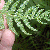 Underside of pinnate frond showing rows of sori.
