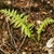 Two fresh green, recently unfurled pinnate fronds.