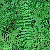 A dense stand of pinnate, green fronds and lobed pinnae