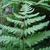 Detail of frond with pinnatisect pinnae.