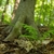 Fern with pinnate fronds in a forest at the base of a tree.