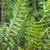 Stand of erect pinnate fern fronds.