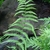 frond with pinnatisect pinnae.