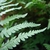 Detail of frond with pinnatisect pinnae.